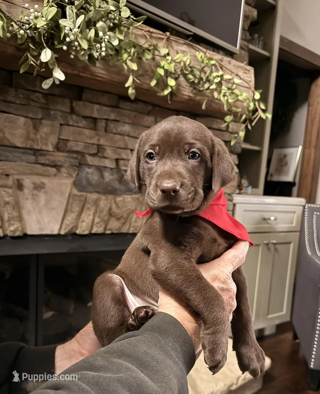 AKC - Mr Red – Labrador Retriever puppy for sale in Temple, GA