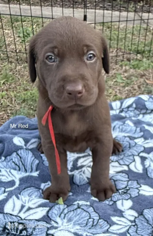 Mr Red – Labrador Retriever puppy for sale in Temple, GA