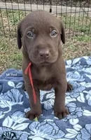 AKC - Mr Red, a male Labrador Retriever for sale in Temple, GA – Photo 1 of 3