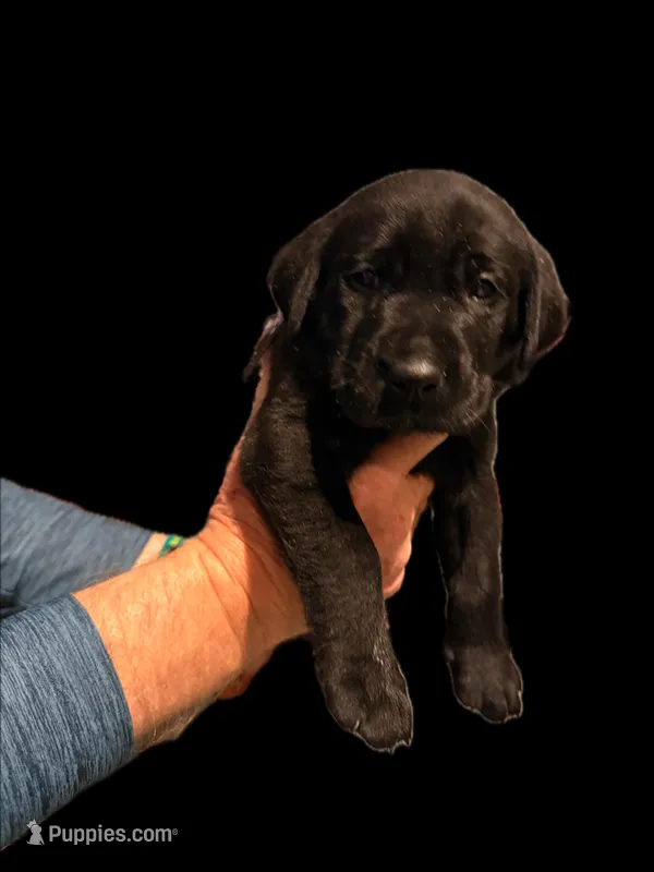 Mr Purple – Labrador Retriever puppy for sale in Temple, GA