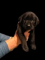 AKC - Mr Purple, a male Labrador Retriever for sale in Temple, GA – Photo 2 of 4
