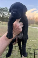 AKC - Mr Purple, a male Labrador Retriever for sale in Temple, GA – Photo 4 of 4