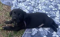 AKC - Mr Purple, a male Labrador Retriever for sale in Temple, GA – Photo 3 of 4