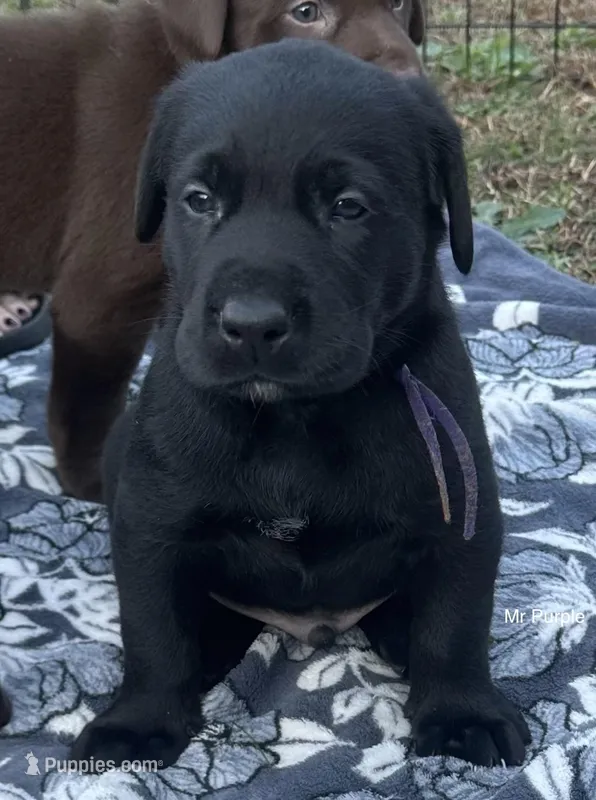 Mr Purple – Labrador Retriever puppy for sale in Temple, GA