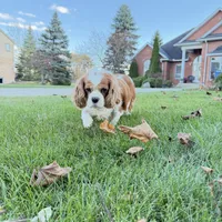 AKC Gina, a female Cavalier King Charles Spaniel for sale in Ann Arbor, MI – Photo 4 of 9