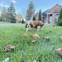 AKC Gina, a female Cavalier King Charles Spaniel for sale in Ann Arbor, MI – Photo 8 of 9