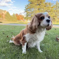 AKC Gina, a female Cavalier King Charles Spaniel for sale in Ann Arbor, MI – Photo 1 of 9