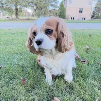AKC Gina, a female Cavalier King Charles Spaniel for sale in Ann Arbor, MI – Photo 7 of 9