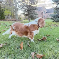 AKC Gina, a female Cavalier King Charles Spaniel for sale in Ann Arbor, MI – Photo 5 of 9