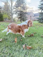 processed/1846e72d-6e50-4e90-b5f7-dd330595096b/listing/a460b497-5cd3-4664-b371-3facd8d1f335/53a5440c-b43f-42e3-8dd0-c9bd99e7baa7