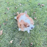AKC Gina, a female Cavalier King Charles Spaniel for sale in Ann Arbor, MI – Photo 6 of 9