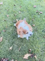 processed/1846e72d-6e50-4e90-b5f7-dd330595096b/listing/a460b497-5cd3-4664-b371-3facd8d1f335/7d258313-57f0-4fdc-a4e3-c9f059731046