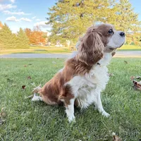 AKC Gina, a female Cavalier King Charles Spaniel for sale in Ann Arbor, MI – Photo 3 of 9