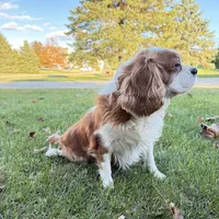 AKC Gina, a female Cavalier King Charles Spaniel for sale in Ann Arbor, MI – Photo 2 of 9