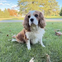 AKC Gina, a female Cavalier King Charles Spaniel for sale in Ann Arbor, MI – Photo 9 of 9