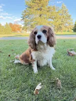 processed/1846e72d-6e50-4e90-b5f7-dd330595096b/listing/a460b497-5cd3-4664-b371-3facd8d1f335/d3c97635-9821-4a8c-af4e-c10359f9aa65