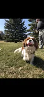 AKC Pakito, a male Cavalier King Charles Spaniel for sale in Ann Arbor, MI – Photo 2 of 5