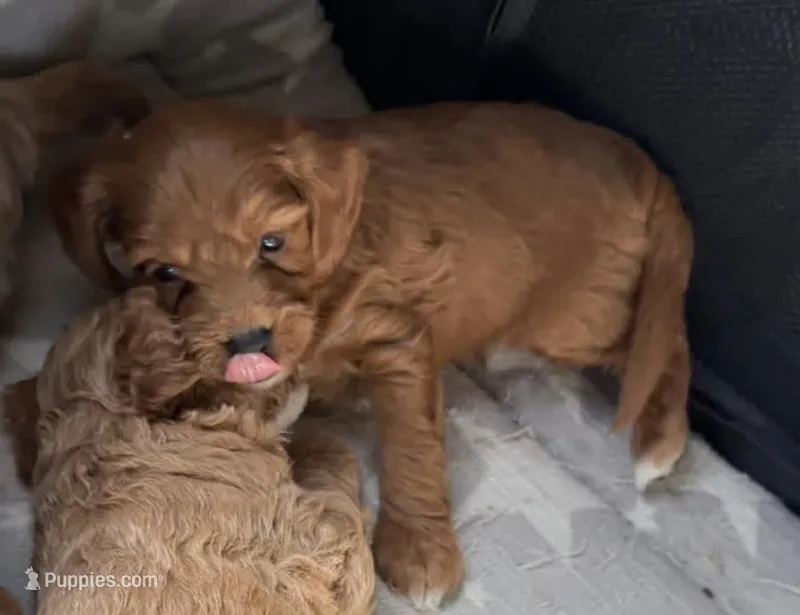 Thunder – Miniature Goldendoodle puppy for sale in Tulsa, OK