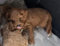 Thunder, a male Miniature Goldendoodle for sale in Tulsa, OK – 1 of 3