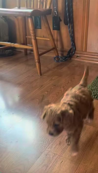 Thunder, a male Miniature Goldendoodle for sale in Tulsa, OK – 3 of 3