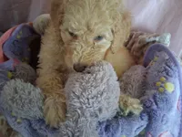 Rose, a female Poodle - Standard  for sale in Stockton, MO – 4 of 7