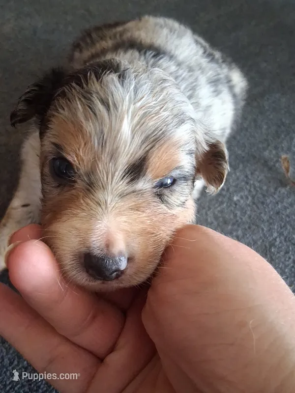 Stella – Miniature Australian Shepherd puppy for sale in Stockton, MO