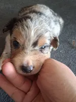 Stella, a female Miniature Australian Shepherd for sale in Stockton, MO – 1 of 1