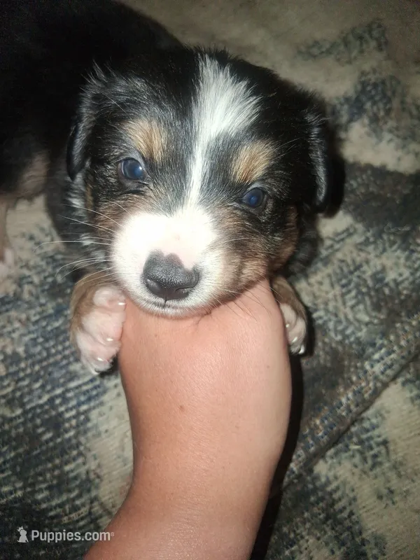 Rufus – Miniature Australian Shepherd puppy for sale in Stockton, MO