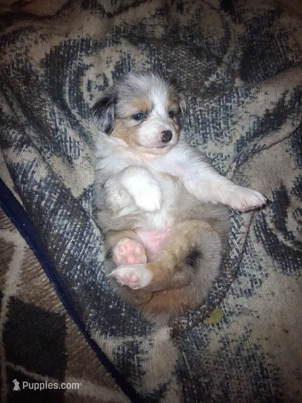 Luna – Miniature Australian Shepherd puppy for sale in Stockton, MO