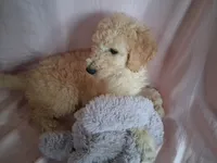Poppy, a female Poodle - Standard  for sale in Stockton, MO – 2 of 6