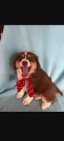 Bear, a male Miniature Australian Shepherd for sale in Stockton, MO – 4 of 6