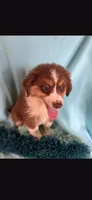 Bear, a male Miniature Australian Shepherd for sale in Stockton, MO – 6 of 6