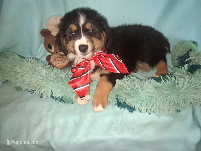 Rufus – Miniature Australian Shepherd puppy for sale in Stockton, MO