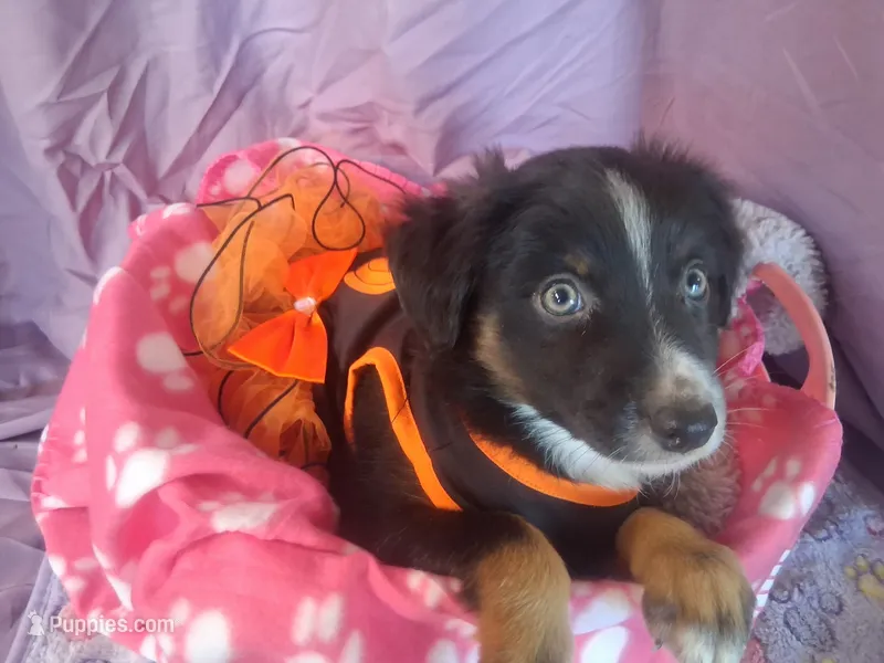 Jade – Miniature Australian Shepherd puppy for sale in Stockton, MO