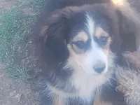 Charlie, a male Miniature Australian Shepherd for sale in Stockton, MO – Photo 1 of 2