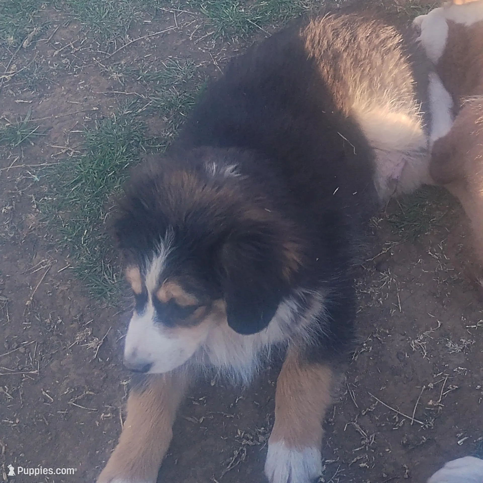Charlie, a male Miniature Australian Shepherd for sale in Stockton, MO – Photo 2 of 2