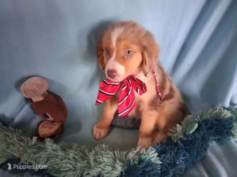 Tango – Miniature Australian Shepherd puppy for sale in Stockton, MO