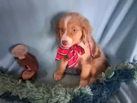 Tango, a male Miniature Australian Shepherd for sale in Stockton, MO – 1 of 4