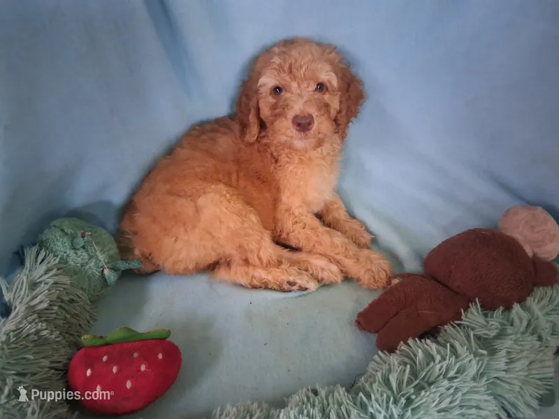 Moose – Poodle - Standard  puppy for sale in Stockton, MO