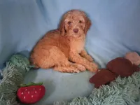 Moose, a male Poodle - Standard  for sale in Stockton, MO – 1 of 4