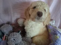 Rose, a female Poodle - Standard  for sale in Stockton, MO – 6 of 7