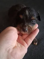 Fanny, a female Miniature Australian Shepherd for sale in Stockton, MO – 1 of 1