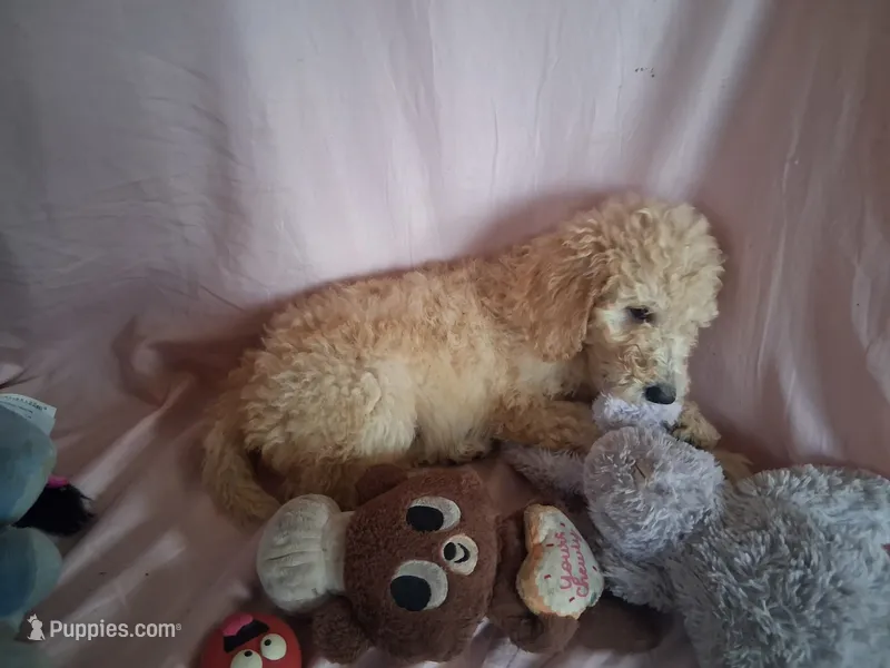 Poppy – Poodle - Standard  puppy for sale in Stockton, MO