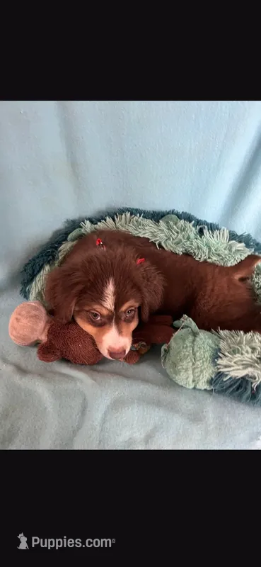 Yogi – Miniature Australian Shepherd puppy for sale in Stockton, MO