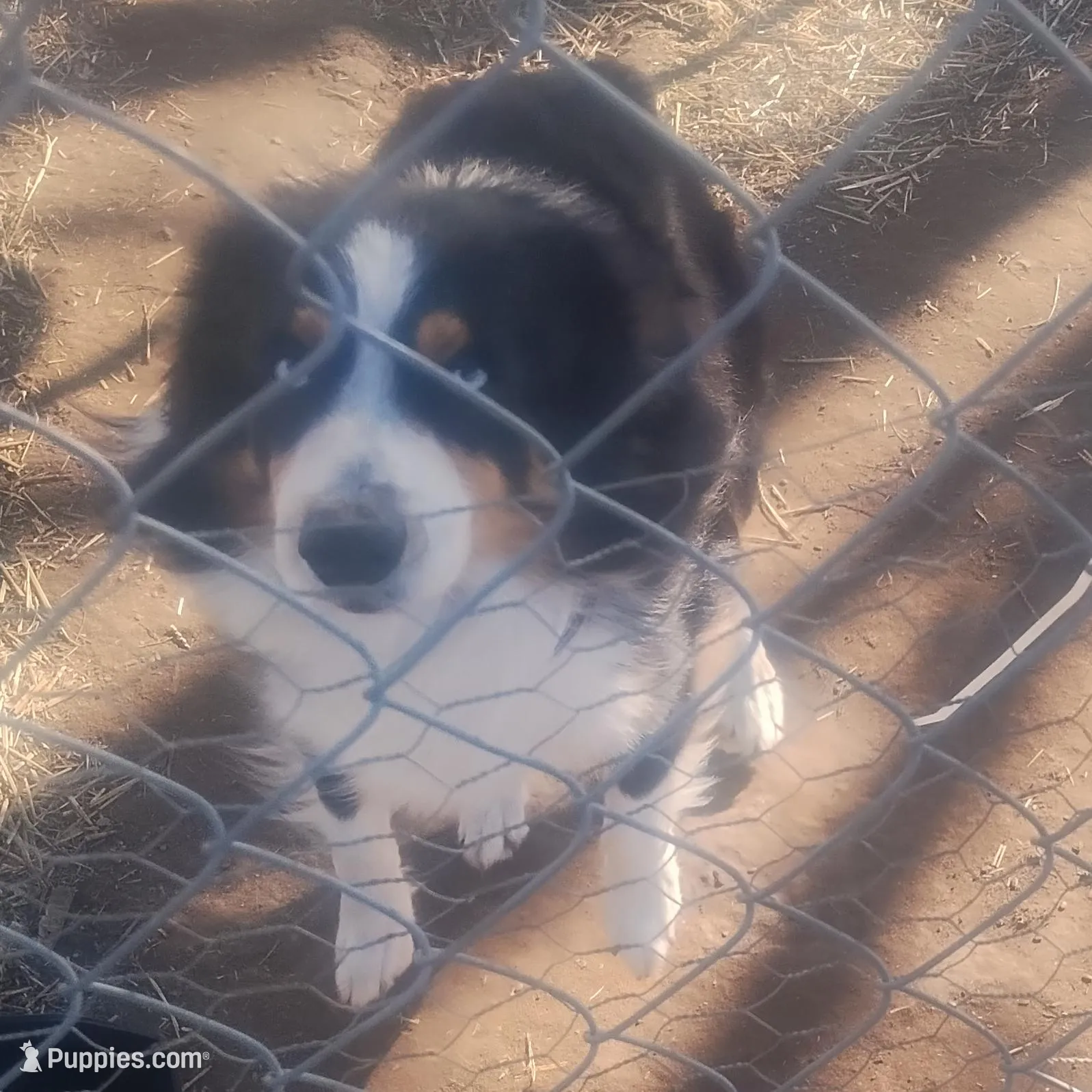 Apollo , a male Miniature Australian Shepherd for sale in Stockton, MO – Photo 3 of 3
