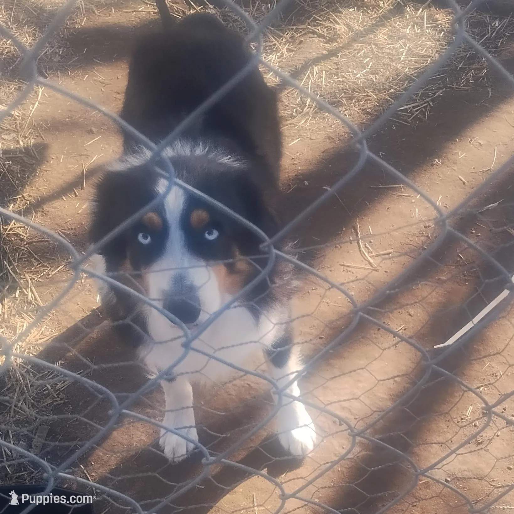 Apollo , a male Miniature Australian Shepherd for sale in Stockton, MO – Photo 2 of 3