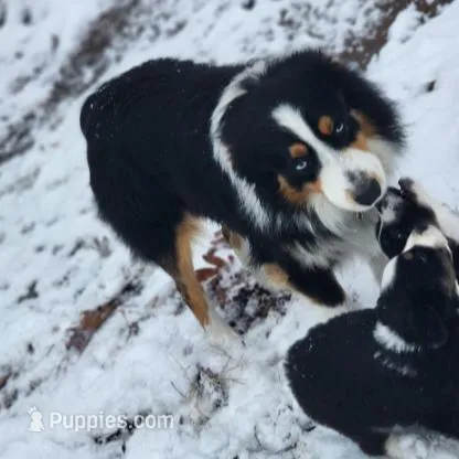 Apollo  – Miniature Australian Shepherd puppy on hold in Stockton, MO