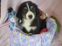 Sadie, a female Miniature Australian Shepherd for sale in Stockton, MO – 1 of 6