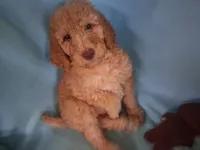 Dexter, a male Poodle - Standard  for sale in Stockton, MO – 2 of 6