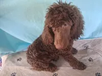 Simba, a male Poodle - Standard  for sale in Stockton, MO – 3 of 4